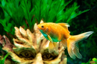 ichthyology