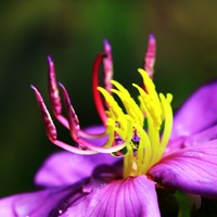 花丝