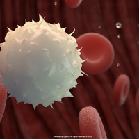 white blood cell