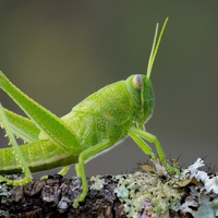 grasshopper