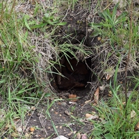 badger sett