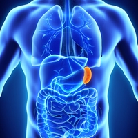 spleen