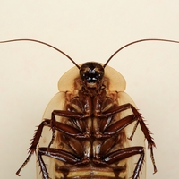 thorax