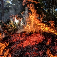 wildfire
