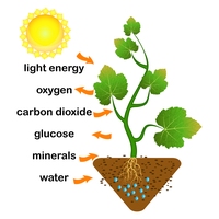 glucose
