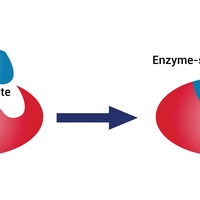 active site
