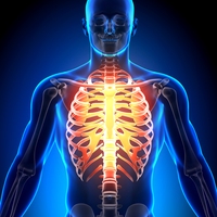 rib cage