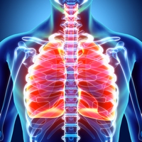 respiratory system