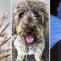 biomimicry