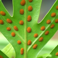 spore