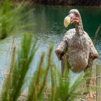 dodo