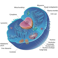 eukaryote