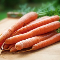 root vegetable