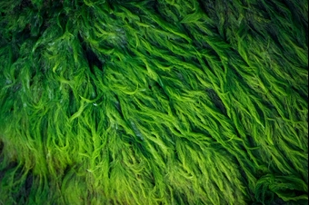 algae