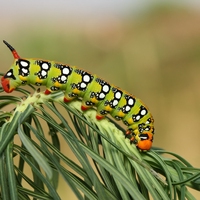 生物防治