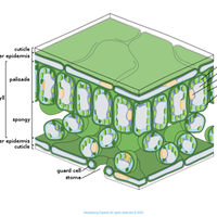 spongy mesophyll cell