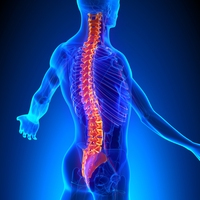 vertebrae
