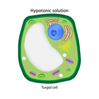 hypotonic