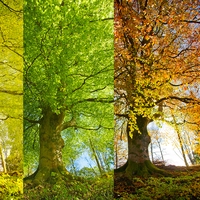 seasonal