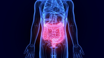 intestine