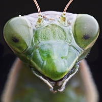 head