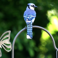 Blue jay