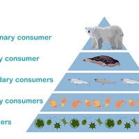 consumer