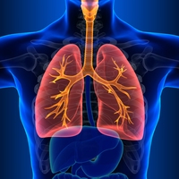 lungs
