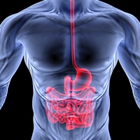 digestive system