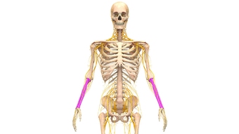ulna