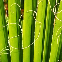 fibre