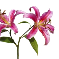 lily