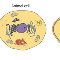 nucleus