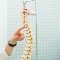 spinal cord