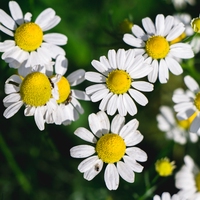 daisy