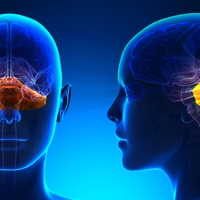 occipital lobe