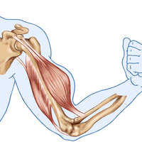 muscle contraction