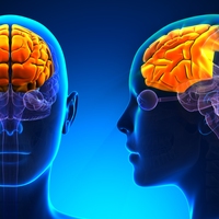 frontal lobe
