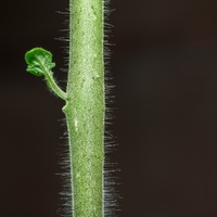 茎