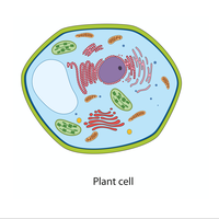 organelles