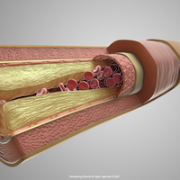 artery