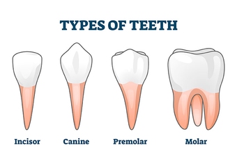 molar