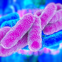 bacteria