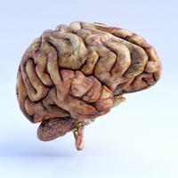 brain cells