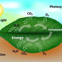photosynthesis