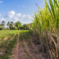 crop rotation
