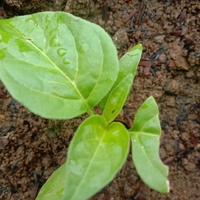 photosynthesis