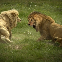 intraspecific competition