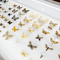 taxonomy