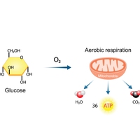 aerobic